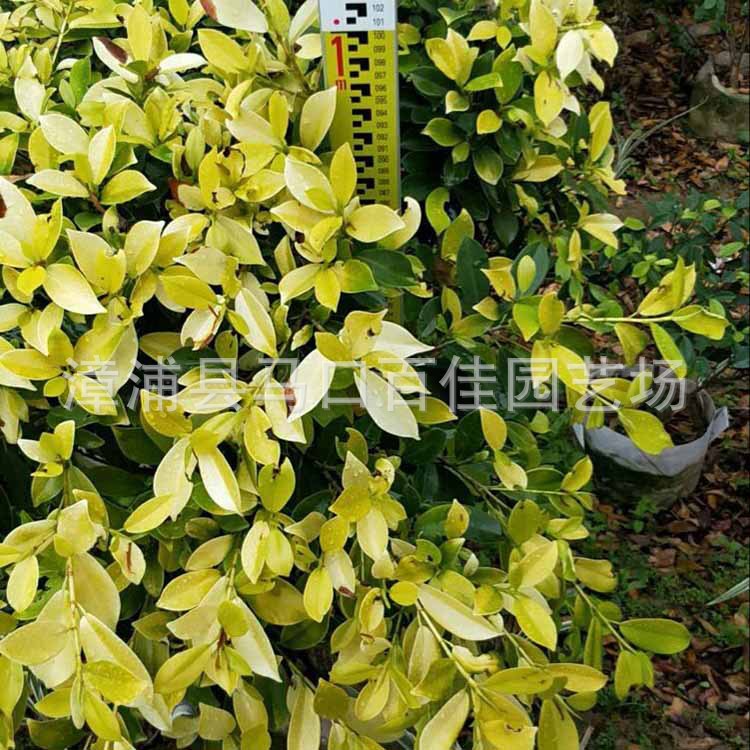 �ƽ�����65Ԫ (5).jpg