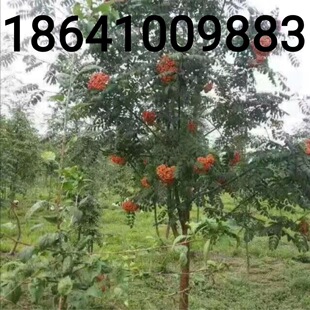 ��鱻�鱘�t����鱚W�޻��С������ͺ��ͺ��＾�����tɫ