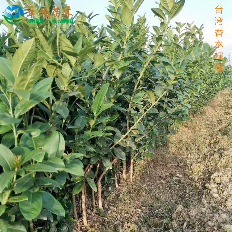 ��ˮ����008_����3