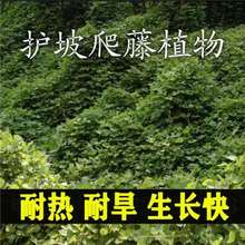 ���ٷN����ɽ���󻨠�ţ��������߅�µV�^�G���o������ֲ�������
