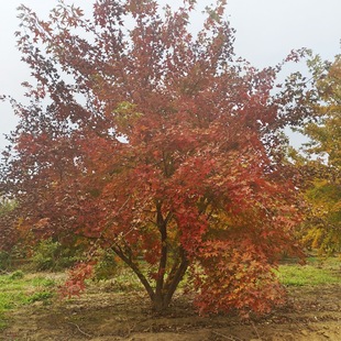 ����Ԫ����  ������Ǘ�  �|���Ե�  �@�־G�����~��N