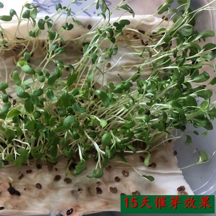 База оптом Ziyun Ying зеленая толстая стрела съемка семян красных цветов Ziyun Ying семена пастуры кормление крупного рогатого скота, лошади, овцы, гуся и рыбы