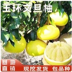 柚子树苗果树果苗红心蜜柚广西大沙田柚庭院嫁接南方种植水果葡萄