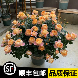 Shrub Ouyue Juice Balcony Rose Large Seedling Rose Seedling Potted Large Flower Ouyue Fragrant Balcony Flower