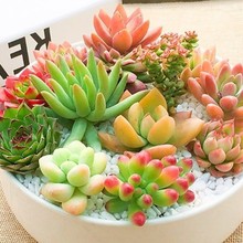 多肉植物组合盆栽网红新手套餐水培大颗好养室内肉肉带盆