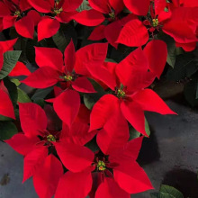 һƷt Nɫ ش oM  ͥԺС^G