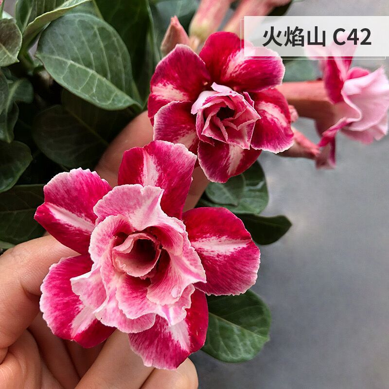 # 16 화산사막(3년생 모종) 그해 개화