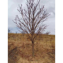 �Ĺڹ��������l���^�G�����Ĺڹ��� ���������Ĺڹ�С���