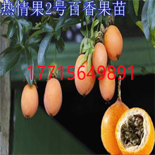 热情果2号百香果西番莲盆栽清香蜂蜜味常绿爬藤植物树苗果树果苗