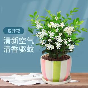 Jiuliangxi Potted Plant with Buds, Fragrant Indoor Florals and Plants for All Seasons, Qiliangxi Saplings, Thousand Eyes Bonsai Plants