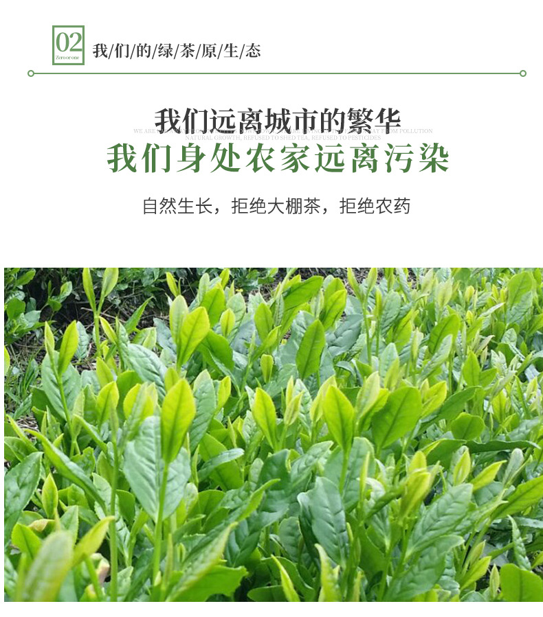 明前高山云雾绿茶 2022年早春新茶日照炒青绿茶 散装500g批发茶叶详情29