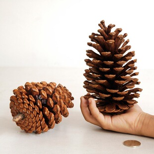 15cm�����ɹ����� �}�Q�ɹ����������Ĕz�[���Ҿ��b�DIY�ɻ�����