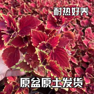 ��߅�t�~���~�������̨�҃�ͥԺ���B�͟��ļ�ֲ������^�~�Gֲ