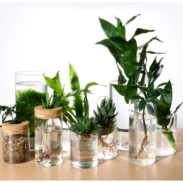 Оптовые стеклянные вазы, прозрачные контейнеры для гидропонного выращивания растений, горшки для цветов, настольные сосуды для выращивания зеленых растений в воде, декоративные элементы.