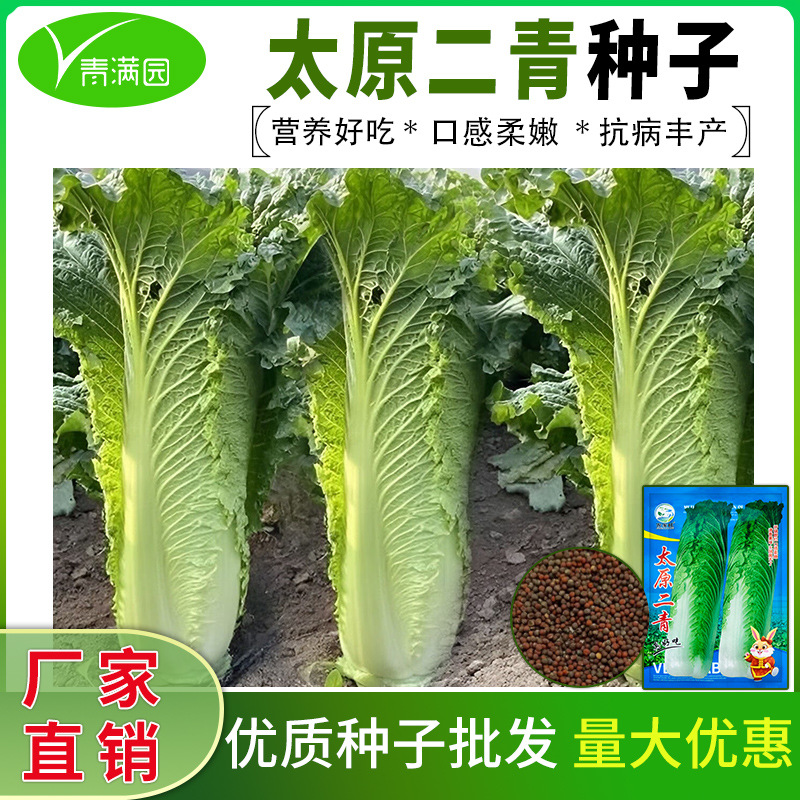 太原二青大白菜种子正宗青高筒耐白菜耐热青白菜麻叶种籽耐寒