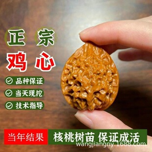 �M�����������Ҙ��������ǐ��Ӽ����{�^�ش������Ƥ���Һ��箔