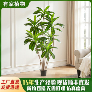 ������ط���Gֲ�߼��а���ľ���ԼҾ��҃��b������Ѫ��ֲ��