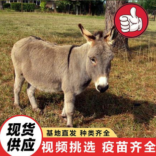 ���w���l����@�^�p���Ӽ��NСë�H���w����2026���㌙��ë�H�r��