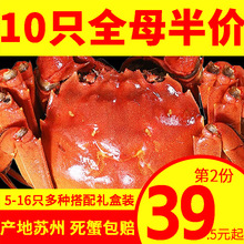全母苏州螃蟹鲜活大闸蟹礼盒装全母蟹新鲜河蟹16-6只可公母湖蟹