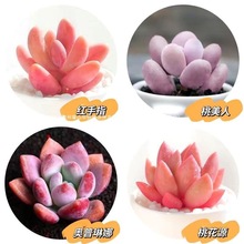 ֲMԾGֲҵ¶ͯӼtʯϘ׻