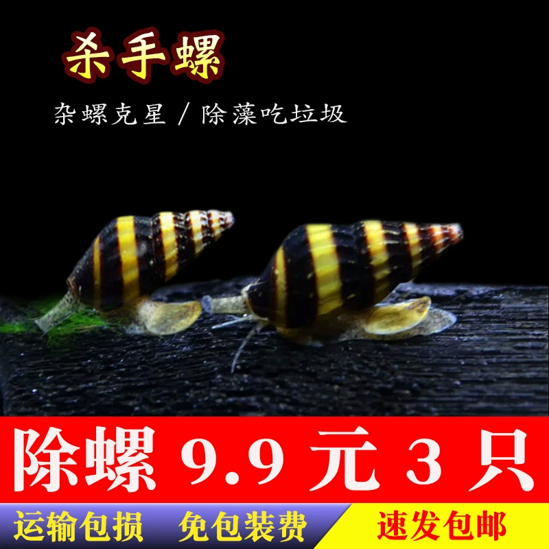 Бесплатная доставка улитка-убийца, улитка с большим рогом, декоративная улитка, улитка для домашних животных, улитка для удаления водорослей, улитка для инструментов, улитка для удаления примесей в живом аквариуме, удаление улиток