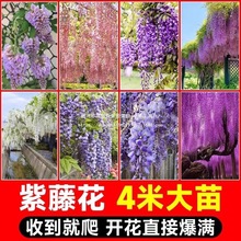 ���ٻ����٘������Ի��������}��������ֲ��ͥԺ�ļ������Ϙ��辰