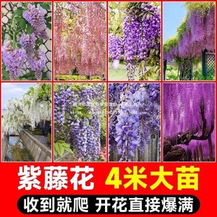 ���ٻ����٘������Ի��������}��������ֲ��ͥԺ�ļ������Ϙ��辰