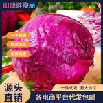 山东紫甘蓝新鲜蔬菜现挖现发包邮当季蔬菜紫甘蓝整箱批发一件代发