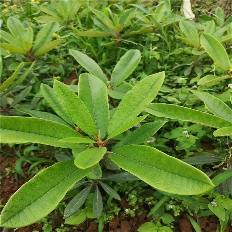 基地批发高山杜鹃庭院造景盆栽