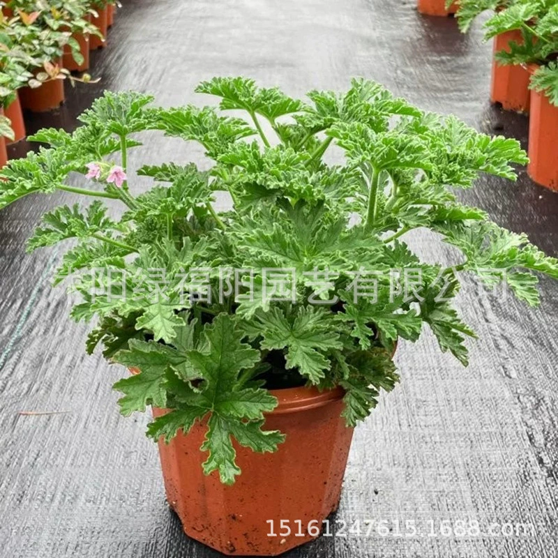 Растение от комаров, герань, ароматное листовое растение в горшке, противомоскитное растение для спальни, в помещении и на открытом воздухе, двор, очищающее воздух зеленое растение