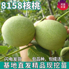 һ�����l8158���Ҙ����ϱ�������ͥԺ���ԷNֲ�޽ӱ�Ƥ���������