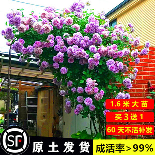 һ�����l�ٱ��¼����ٴ����Nޱ����༾�����̨õ��ͥԺ��������