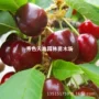 种植地栽盆栽嫁接树苗