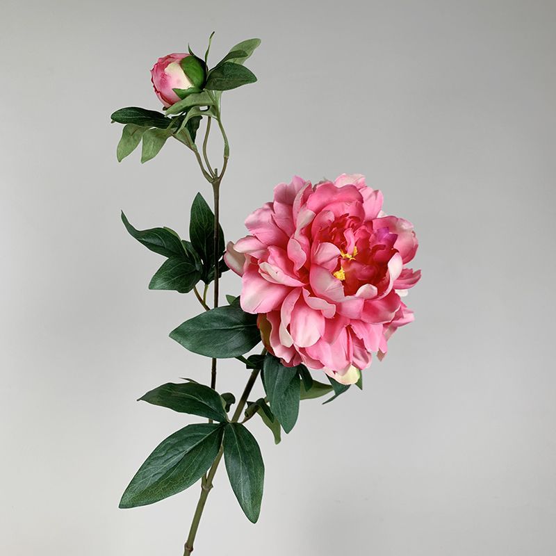 Peonía de hibisco rosa