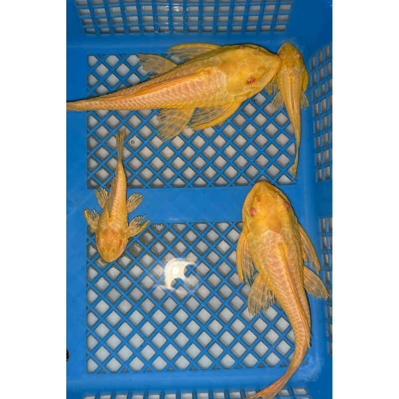 Red-Eyed Large Sailfish, Leopard Print Fish, Exotic Cleaner Fish, Tropical Ornamental Fish, Tank Cleaning Expert, Live Fish with Free Shipping Red-Eyed Large Sailfish, Leopard Print Fish, Exotic Cleaner Fish, Tropical Ornamental Fish, Tank Cleaning Expert, Live Fish with Free Shipping