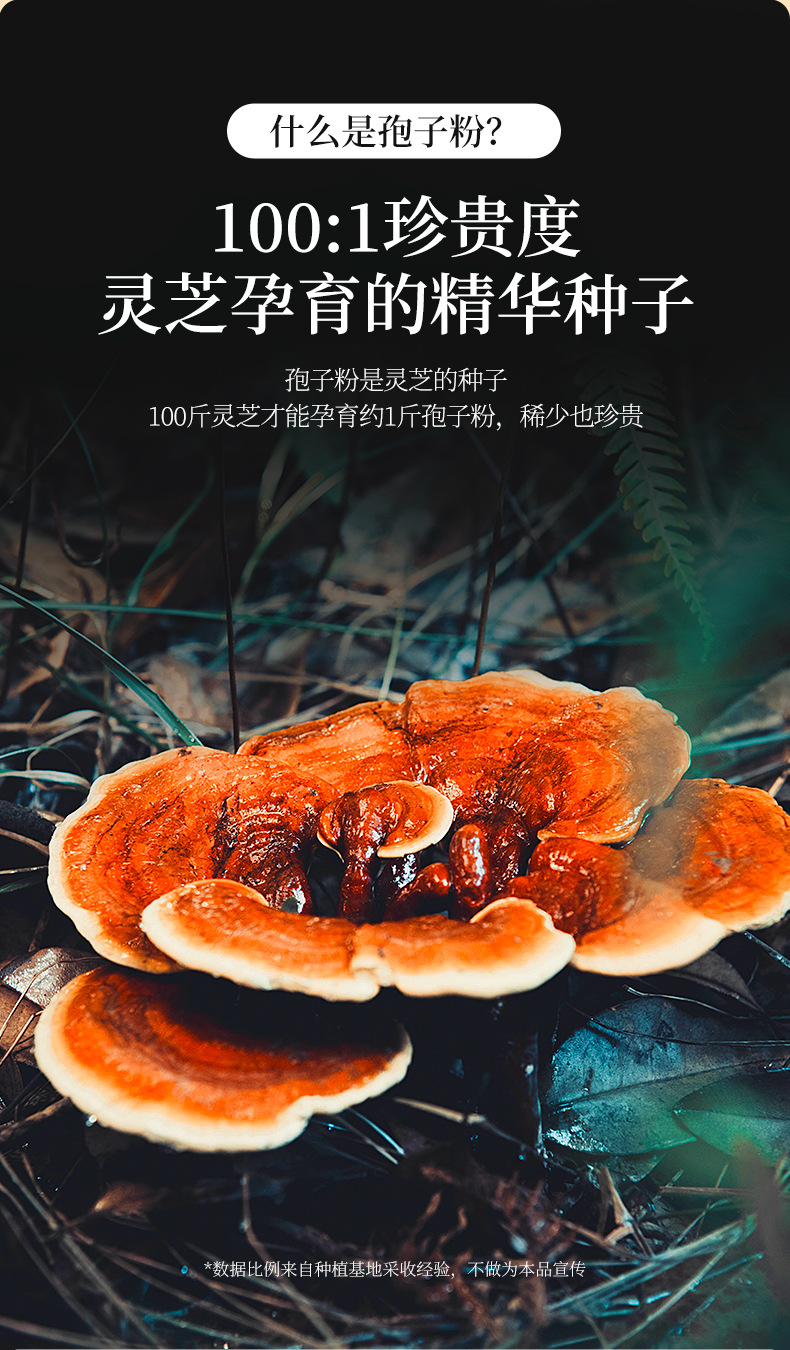 Organic Broken Wall Reishi Spore Powder 60g Box Lingzhi Mushroom Powder for Daily Wellness specifications
