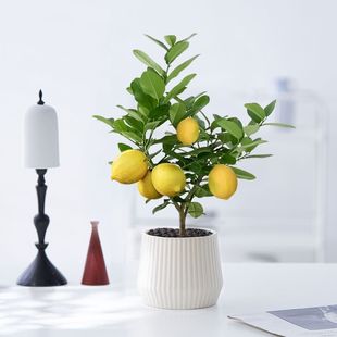 ˮʘԎʳÿ͏dGֲϘֲ̨҃FB