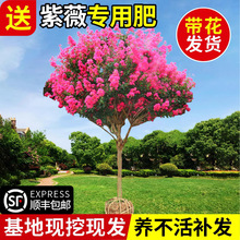 红紫薇树苗庭院花卉大苗植物室外红紫薇花苗别墅绿化盆栽四季开花