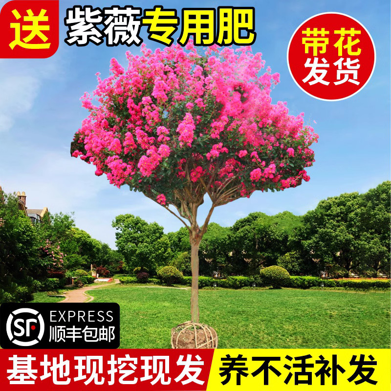 红紫薇树苗庭院花卉大苗植物室外红紫薇花苗别墅绿化盆栽四季开花