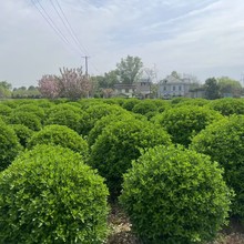 ~ С~S ļඬͥԺhʘGľ