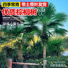 棕榈树苗棕树苗棕榈苗扇子树苗四季常青绿化苗木庭院植物盆栽花卉