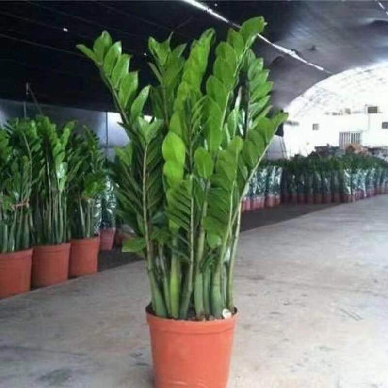 Money Tree Potted Plants Indoor Money String Plant Living Room Green Plants Flowers Evergreen All Year Round Wholesale