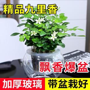Jiuli Perfume Hydroponic Plants, Green Plants, Flower Pots, Flowers, Ornamental Plants, Indoor Air Purifying Plants