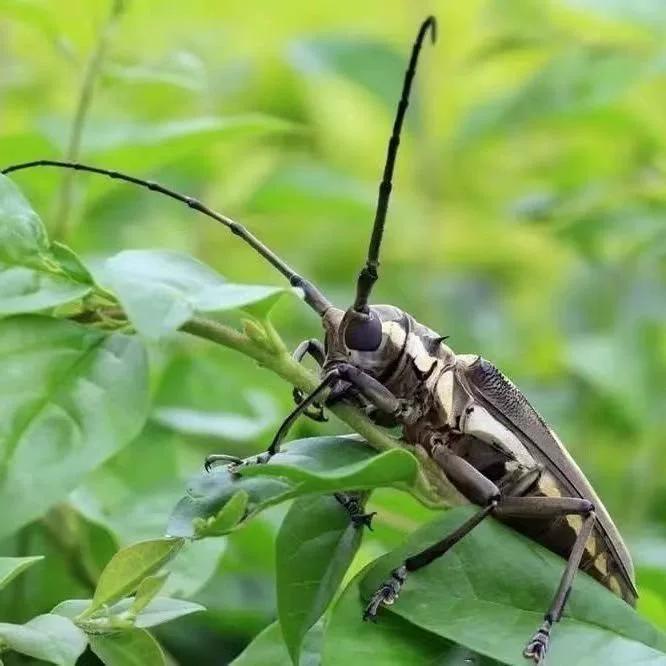 Живой домашний жук-насекомое, ползающее маленькое животное, бело-полосатое, легко держать, нетоксичный, разрушительный звездный жук.