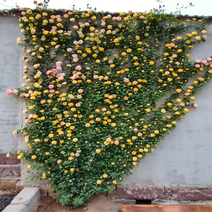 Climbing Rose Mother Extra Large Old Pile Flower Seedlings Rose Seedlings Ouyue Courtyard Flower Wall Arch Multi-Season Blooming and Strong Fragrance