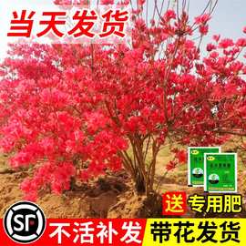 一件代发双季映山红树苗当年开花毛杜鹃花苗南方北方种植抗寒抗冻