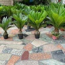 铁树盆栽绿植铁树苗耐寒耐热植物盆景苗苏铁苗四季常青室内外花卉