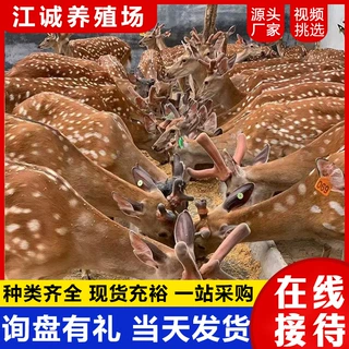 景区观赏梅花鹿活体养殖场出售租赁亲人梅花鹿人工养殖梅花鹿价格