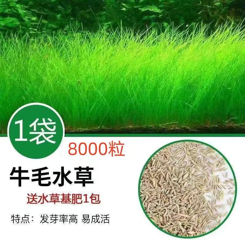 Un paquete de semillas de pasto de pelo de buey contiene aproximadamente 8,000 semillas.