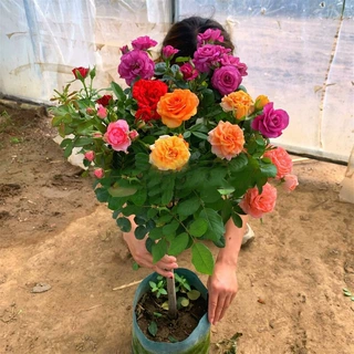 多色棒棒糖树桩月季阳台欧月树状老桩玫瑰花浓香四季庭院开花盆栽